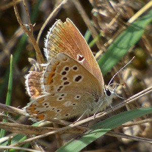 A worn example of the endemic Spanish Argus - Aricia morronensis © John Muddeman
